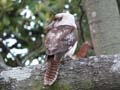 Kookaburra